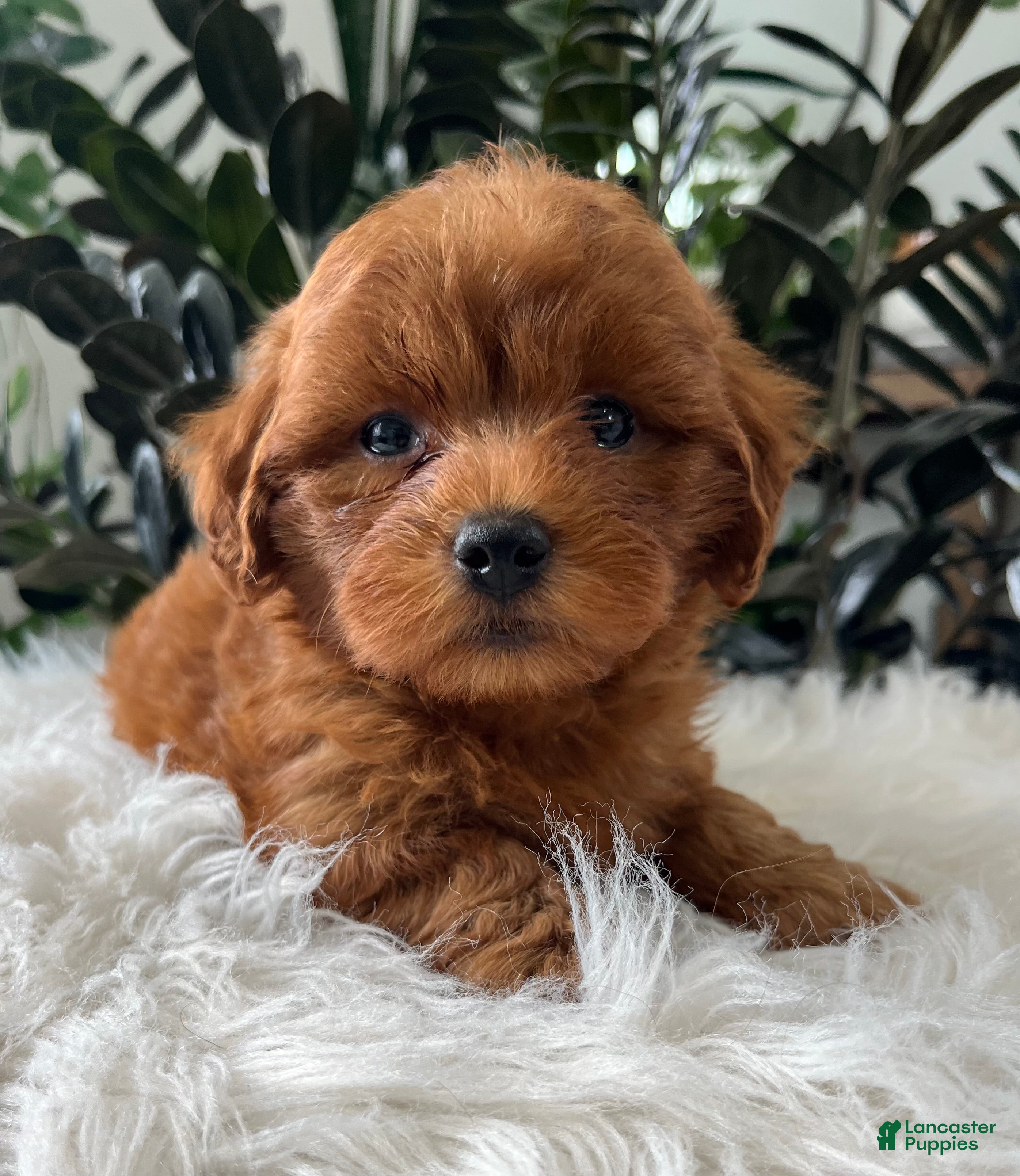 Mini Goldendoodle dogs Brody - Ad 2