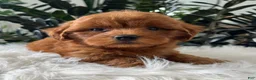 Mini Goldendoodle dogs for sale: Brody - Ad 2