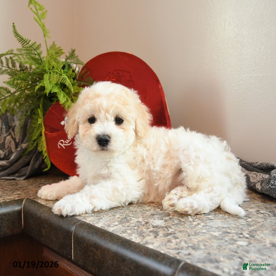 Bichpoo dogs Waffles - Ad 4