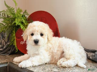 Bichpoo dogs Waffles - Ad 27