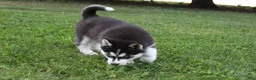 Siberian Husky dogs for sale: Timber - Ad 4