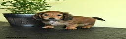 Miniature Dachshund dogs for sale: Lynette - Ad 3