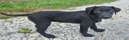 Labrador Retriever dogs for sale: Dolly - Ad 3
