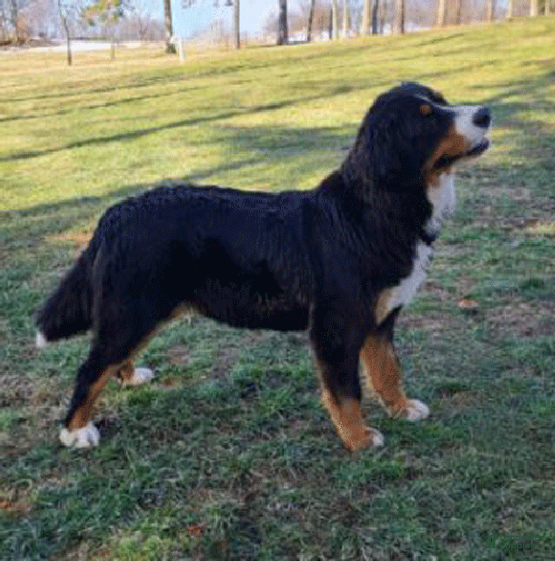 Bernese Mountain Dog dogs for sale: Smokey - Ad 5