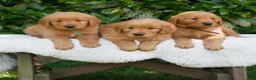 Golden Retriever dogs for sale: Paisley  - Ad 4