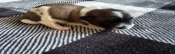 Shihpoo dogs for sale: Shihpoo Puppy 1 - Ad 3