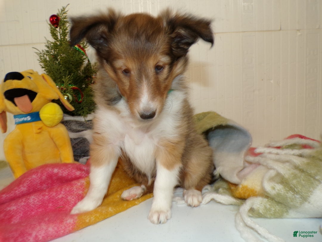 Shetland Sheepdog dogs for sale: Shetland Sheepdog Puppy 2 Marcella - Ad 3