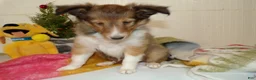 Shetland Sheepdog dogs for sale: Shetland Sheepdog Puppy 2 Marcella - Ad 3