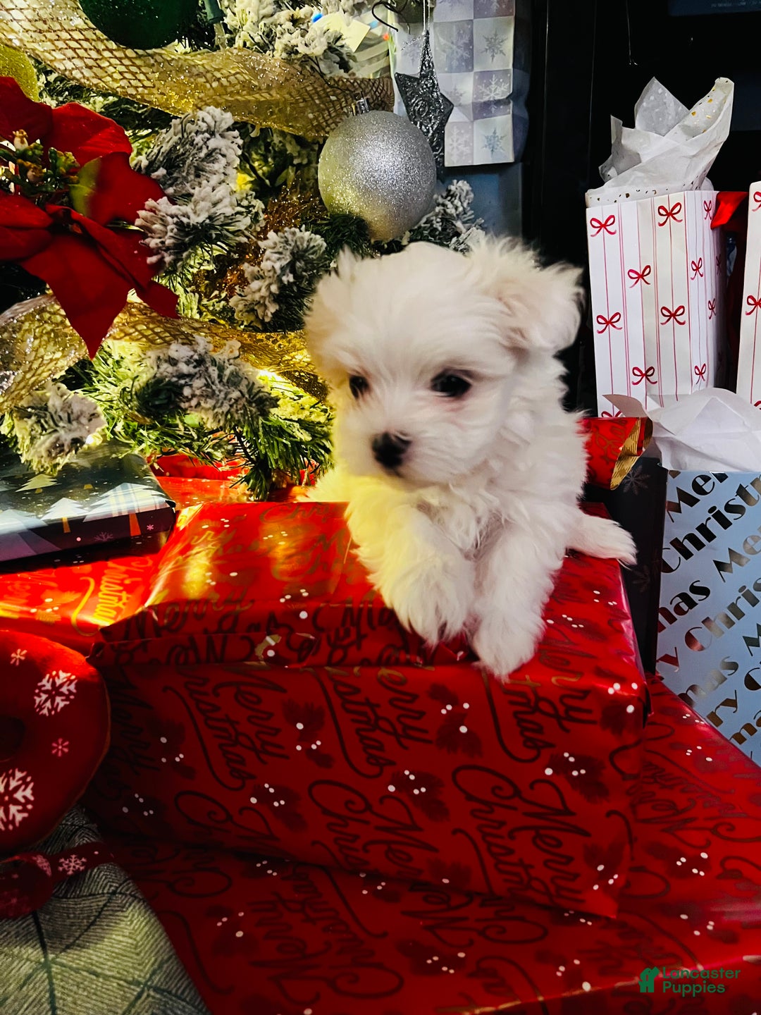 Maltese dogs for sale: Peppermint - Ad 3