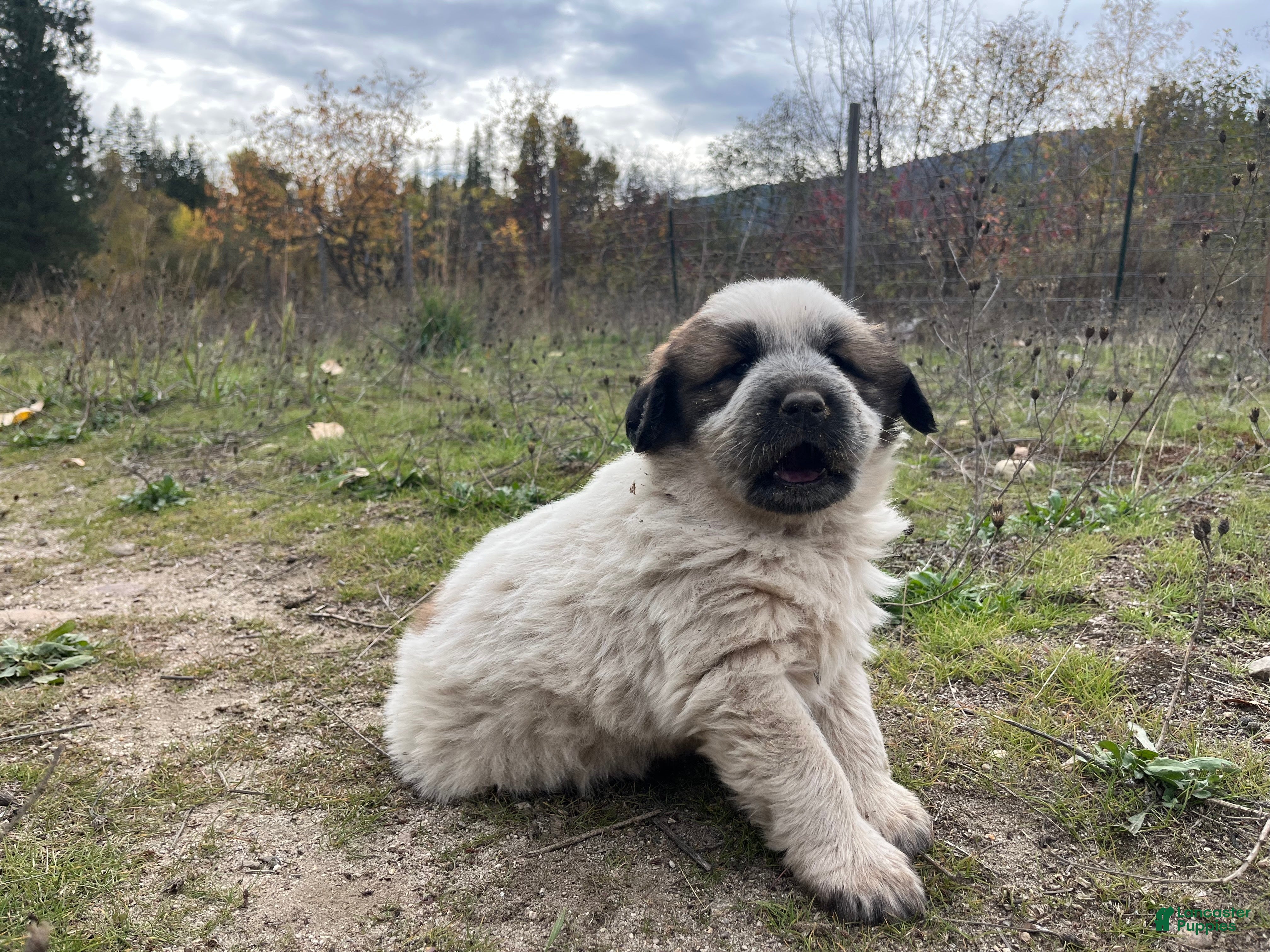 Mixed Breed dogs for sale: Oreo - Ad 1