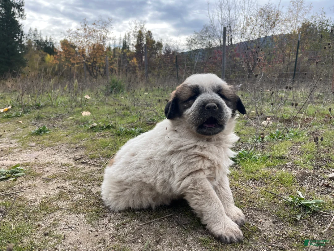 Mixed Breed dogs for sale: Oreo - Ad 1