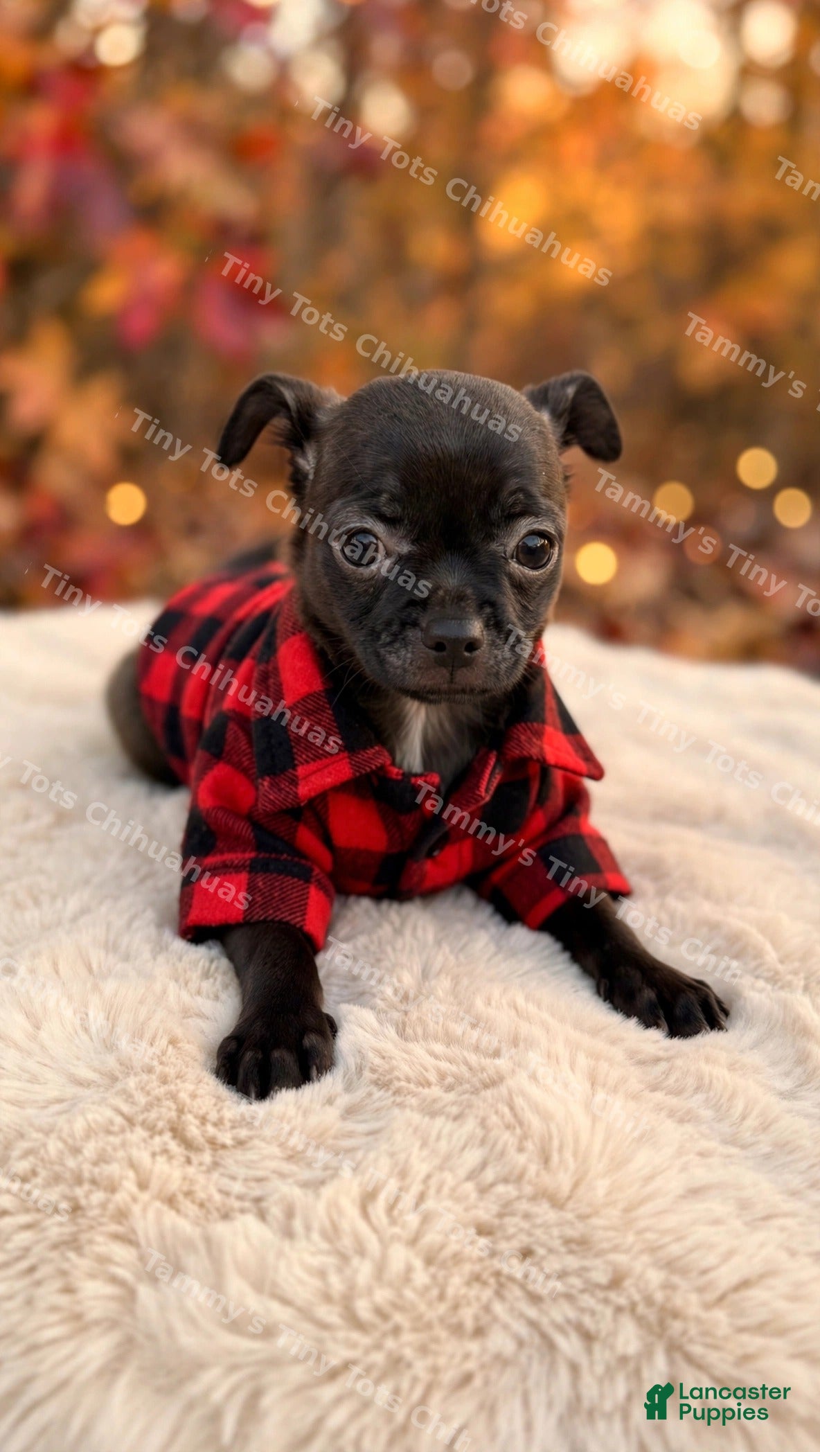 Chihuahua (Chihuahua, Male) in Asheville, NC