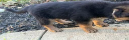 German Shepherd dogs for sale: Camo collar  - Ad 3