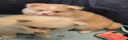 Pomsky dogs for sale: Toy red merle - Ad 13