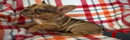 French Bulldog dogs for sale: Fawn Merle (Richard) - Ad 3