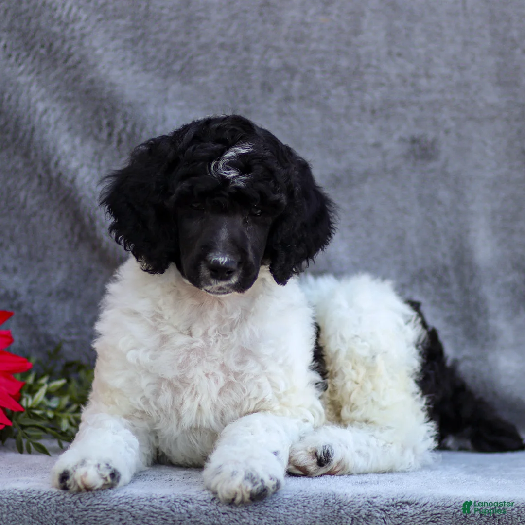 Standard Poodle dogs for sale: Frank - Ad 1