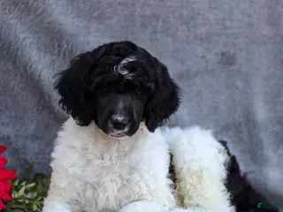 Standard Poodle dogs for sale: Frank - Ad 1