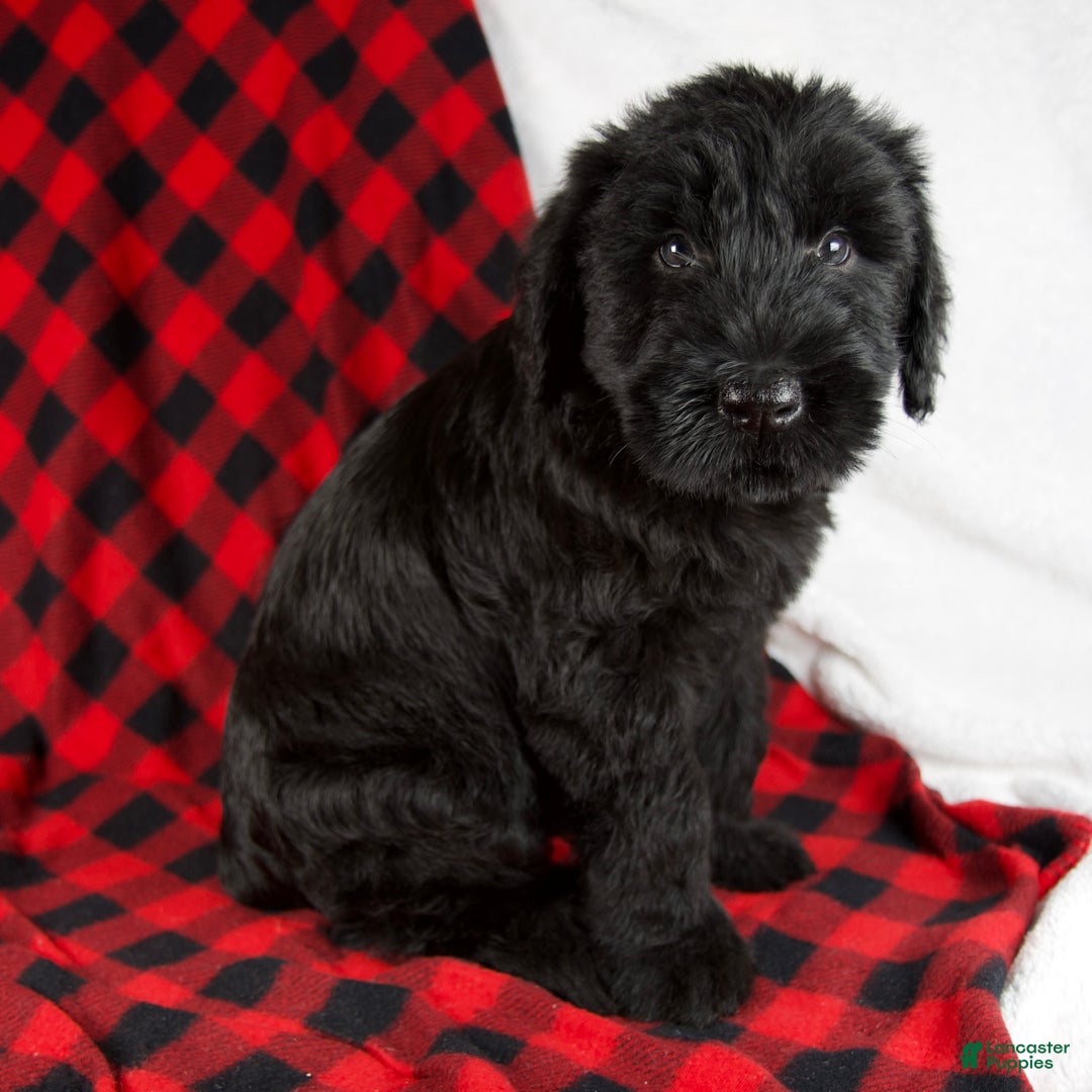 Giant Schnauzer dogs for sale: Austin - Ad 2