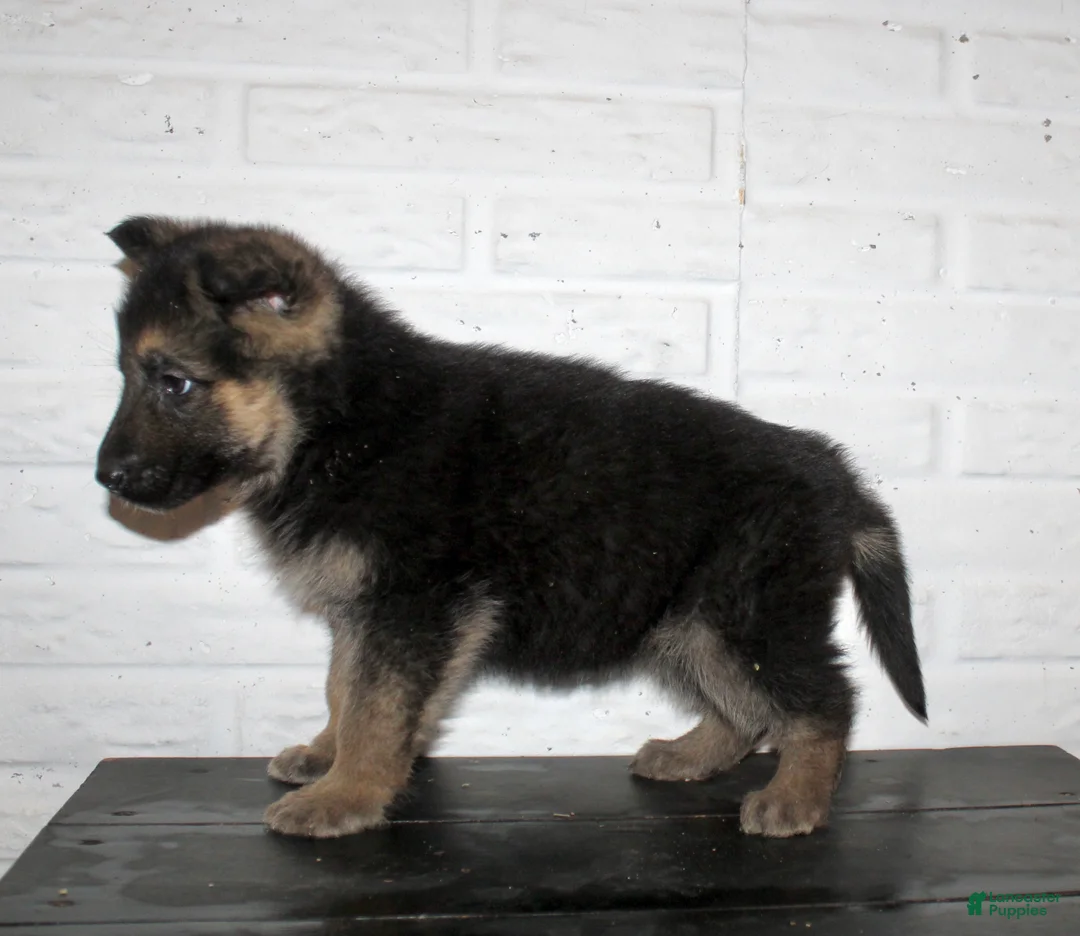German Shepherd dogs for sale: Misty - Ad 4