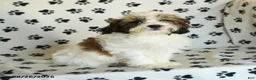 Mixed Breed dogs for sale: Utopia - Ad 5