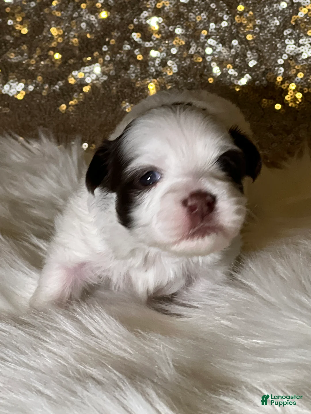 Havanese dogs for sale: Panda Girl - Ad 4