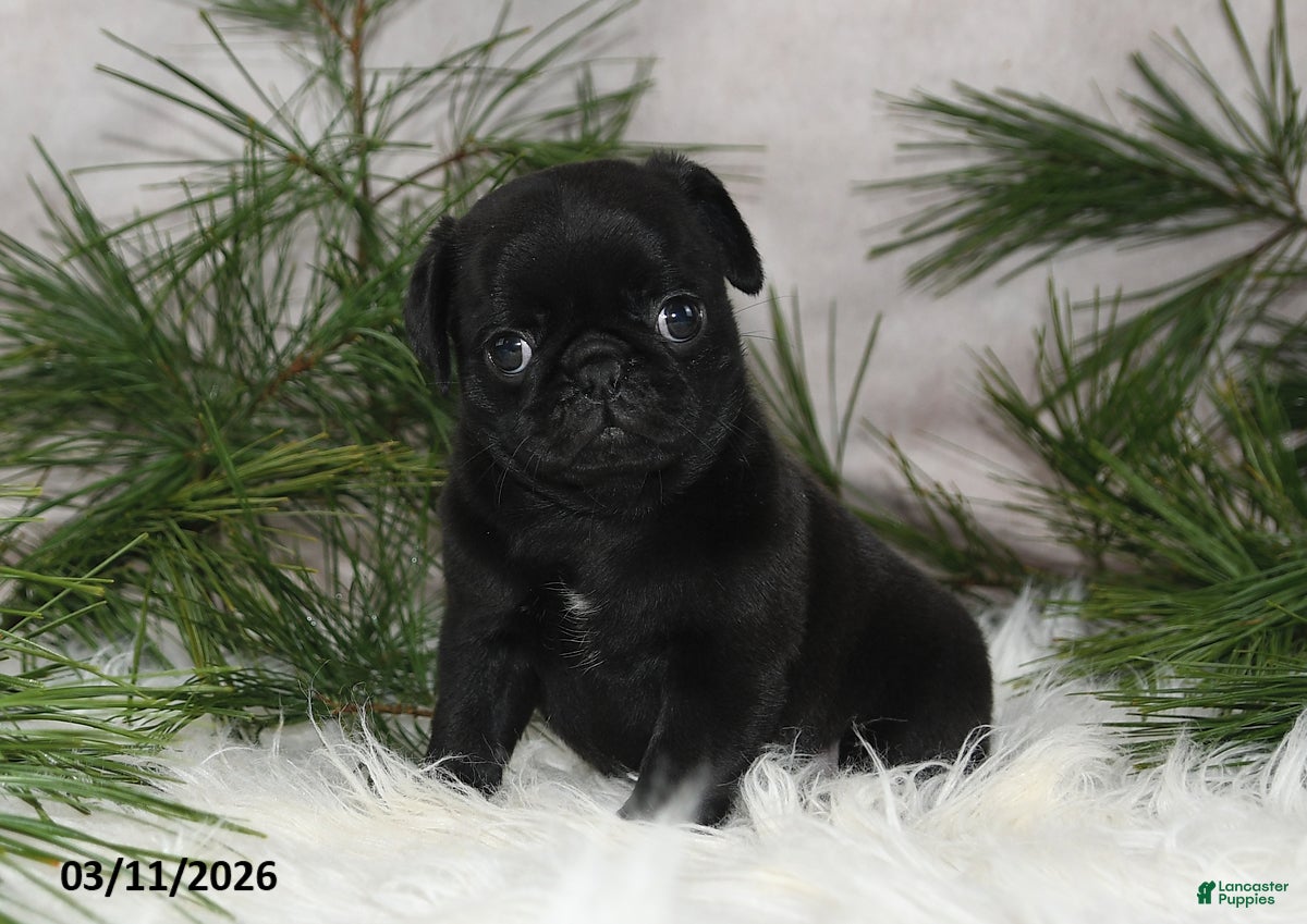 Pug dogs Emily - Ad 1