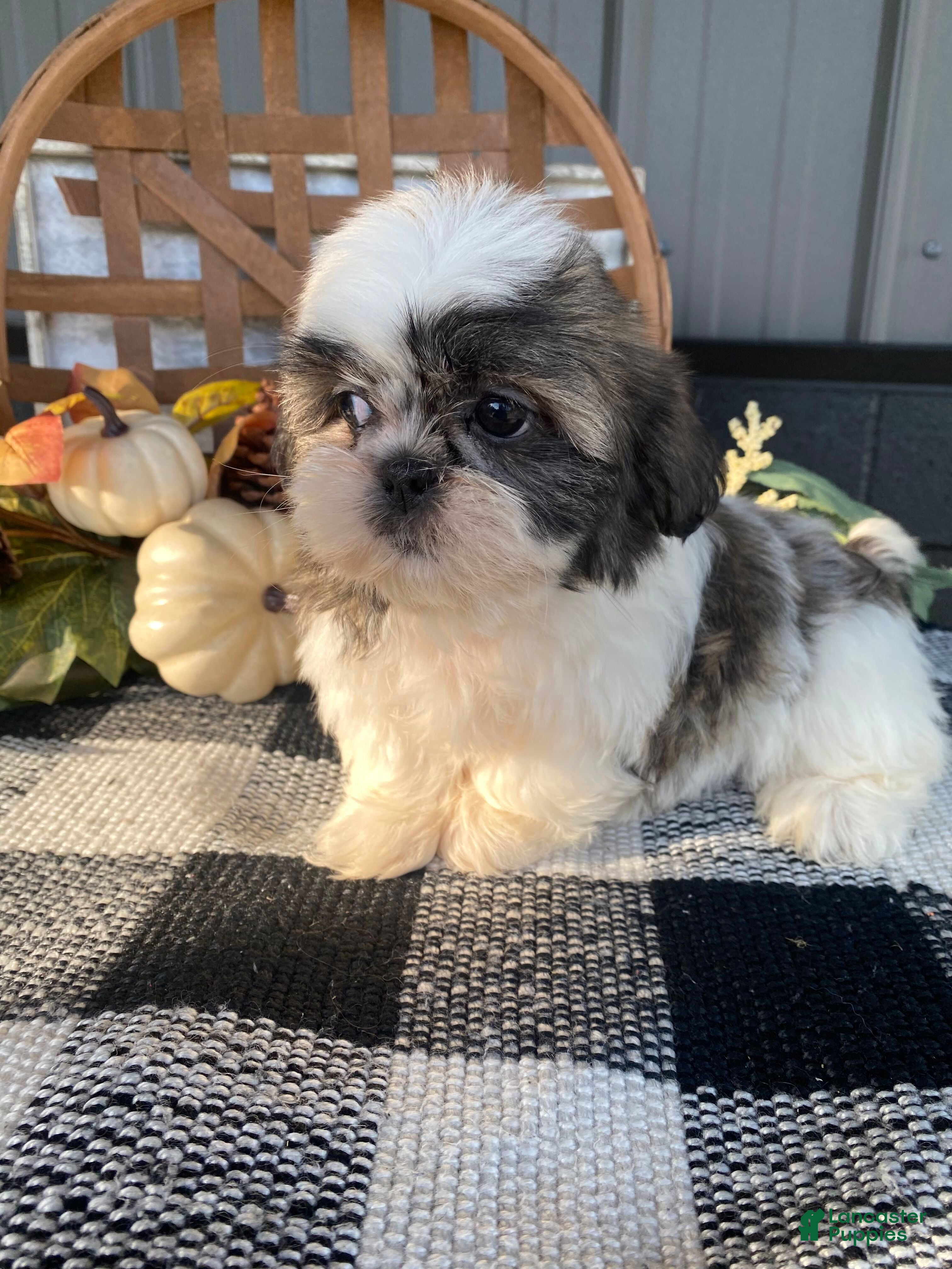 Shih Tzu dogs Enzo - Ad 1
