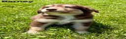 Australian Shepherd dogs for sale: Australian Shepherd 1 - Ad 1