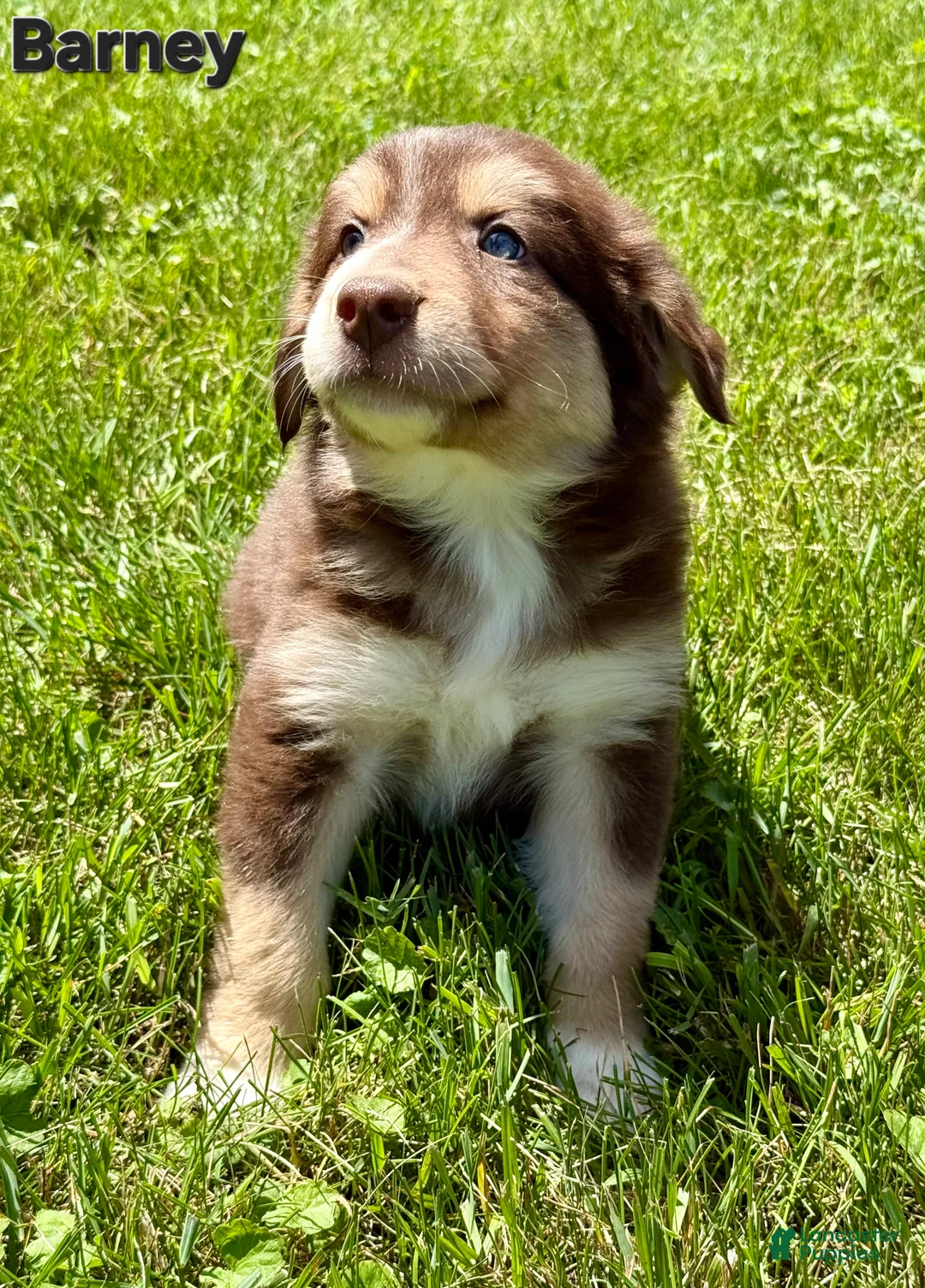 Australian Shepherd dogs for sale: Australian Shepherd 1 - Ad 1