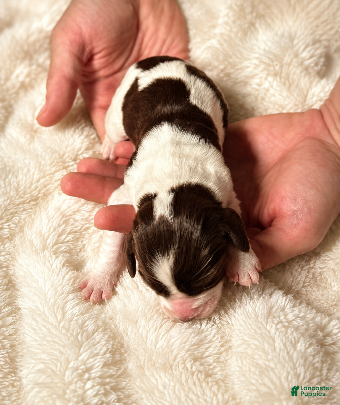 English Springer Spaniel dogs English Springer Spaniel 5 - Ad 3