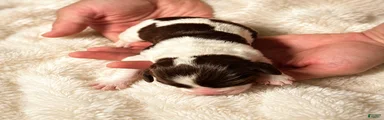 English Springer Spaniel 5