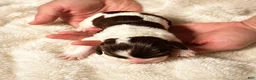 English Springer Spaniel dogs for sale: English Springer Spaniel 5 - Ad 1