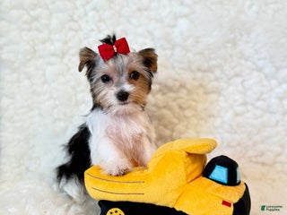 Yorkshire Terrier dogs Gadget - Ad 13