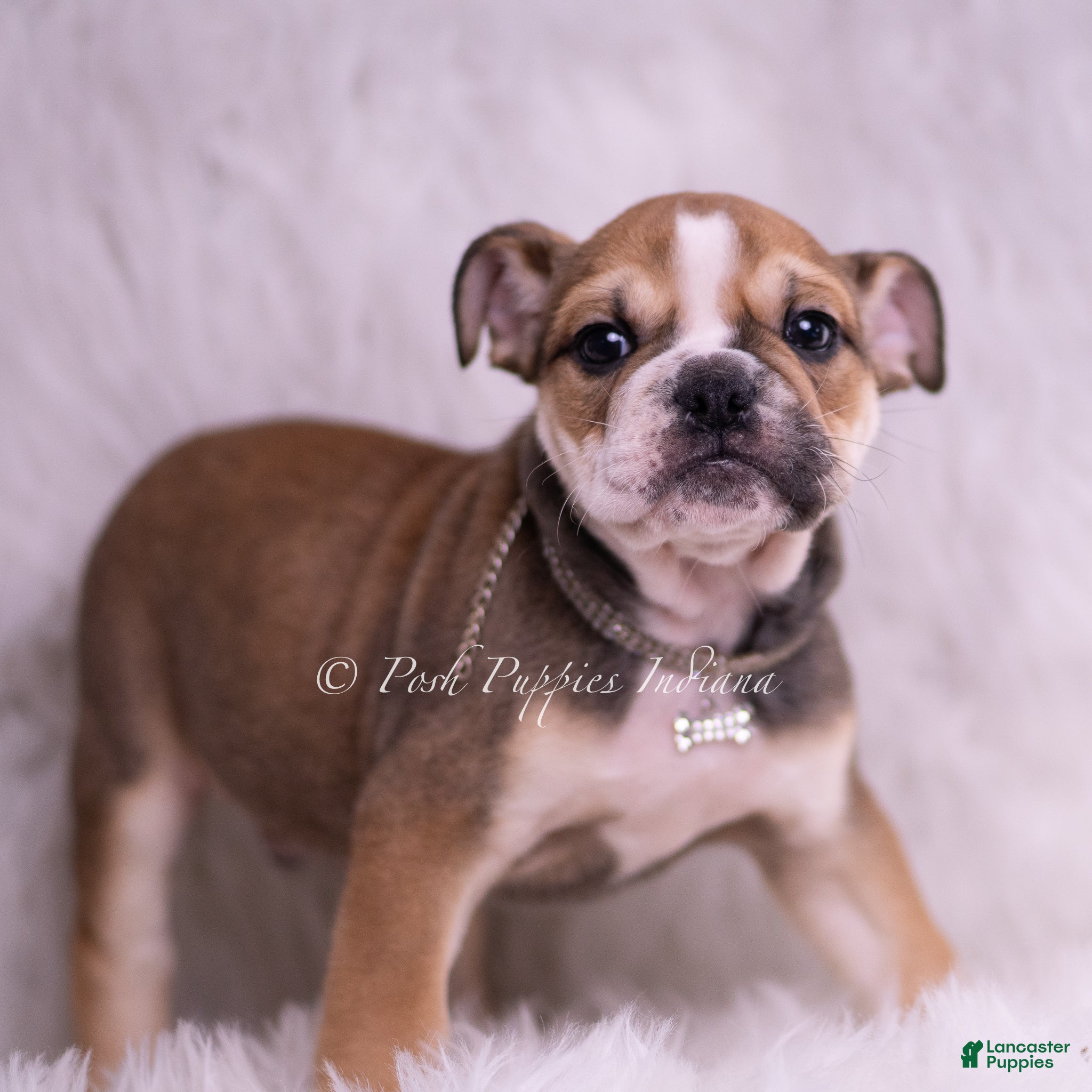 English Bulldog dogs Mater - Ad 1