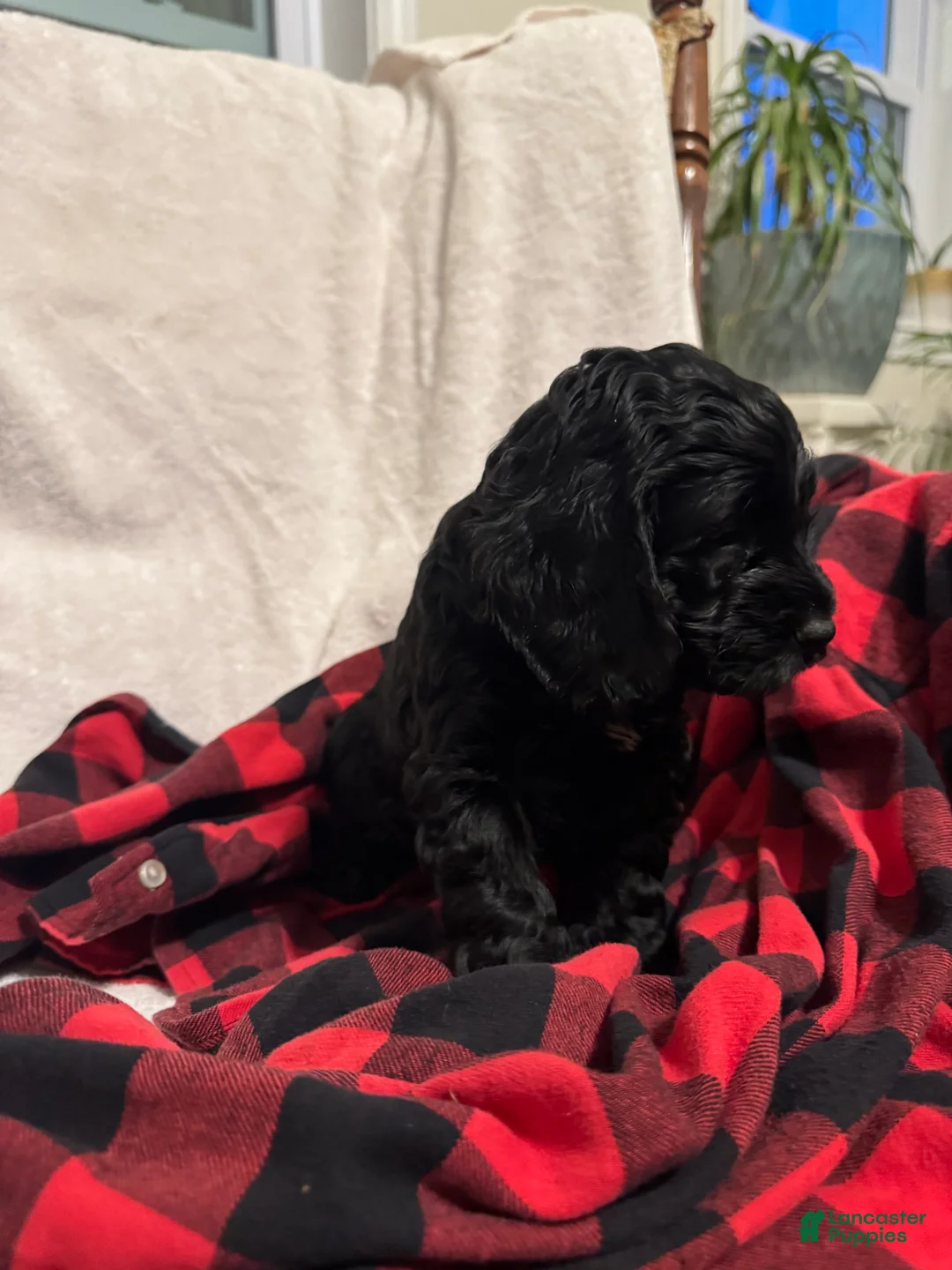 Cockapoo dogs for sale: Hunter - Ad 3