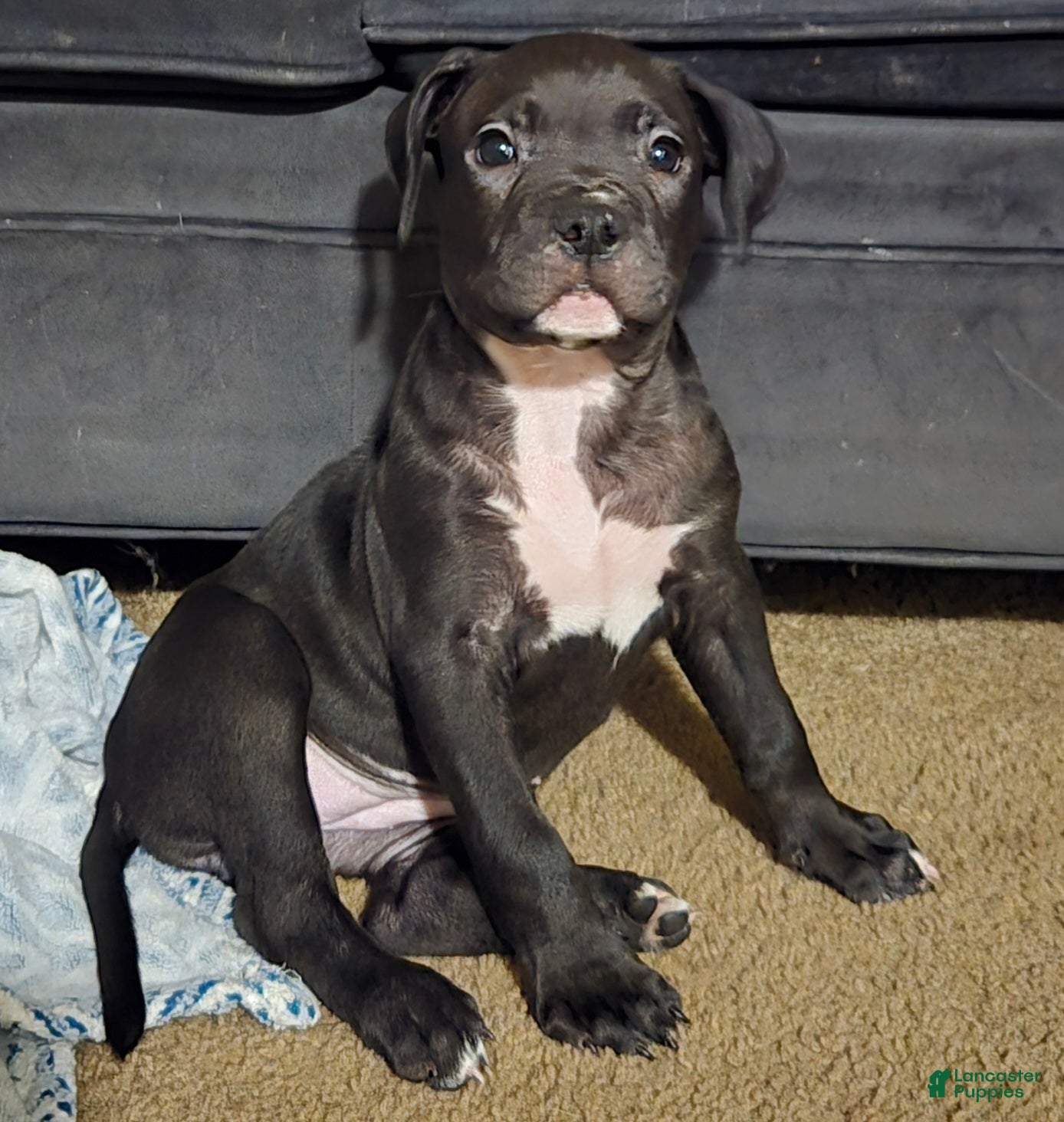Mixed Breed dogs Mixed Breed 3 - Ad 26