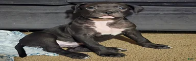 Mixed Breed 3
