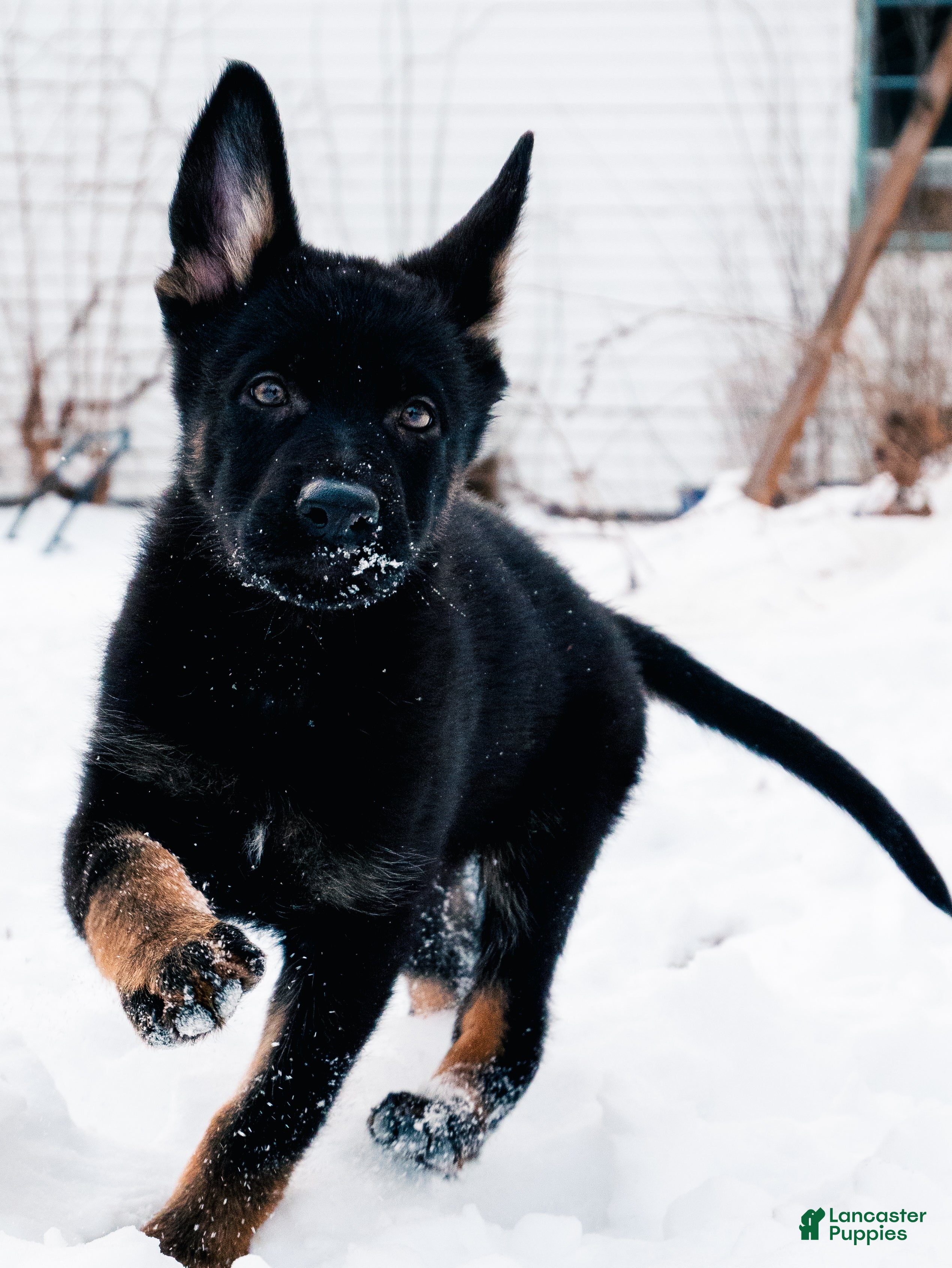 German Shepherd dogs Dobe - Ad 22