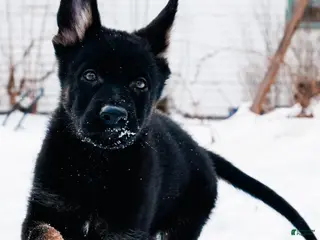 German Shepherd dogs Dobe - Ad 22