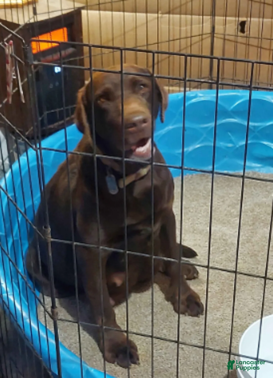 Labrador Retriever dogs for sale: Twix - Ad 3