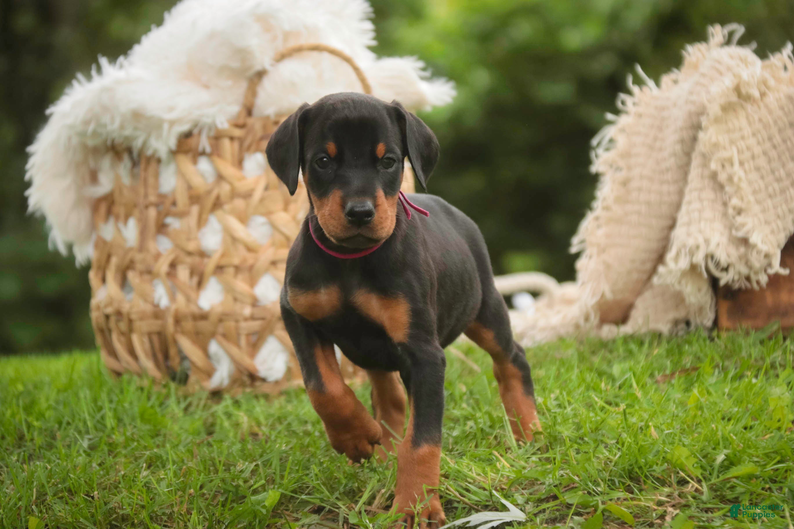 Doberman Pinscher dogs for sale: Delphine - Ad 8