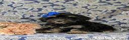 Cockapoo dogs for sale: Lauralee - Ad 3