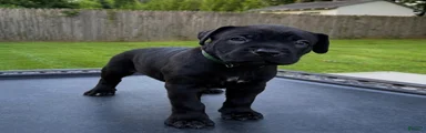 Mixed Breed 6