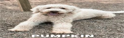 Goldendoodle dogs for sale: Mickey - F1b - Ad 3