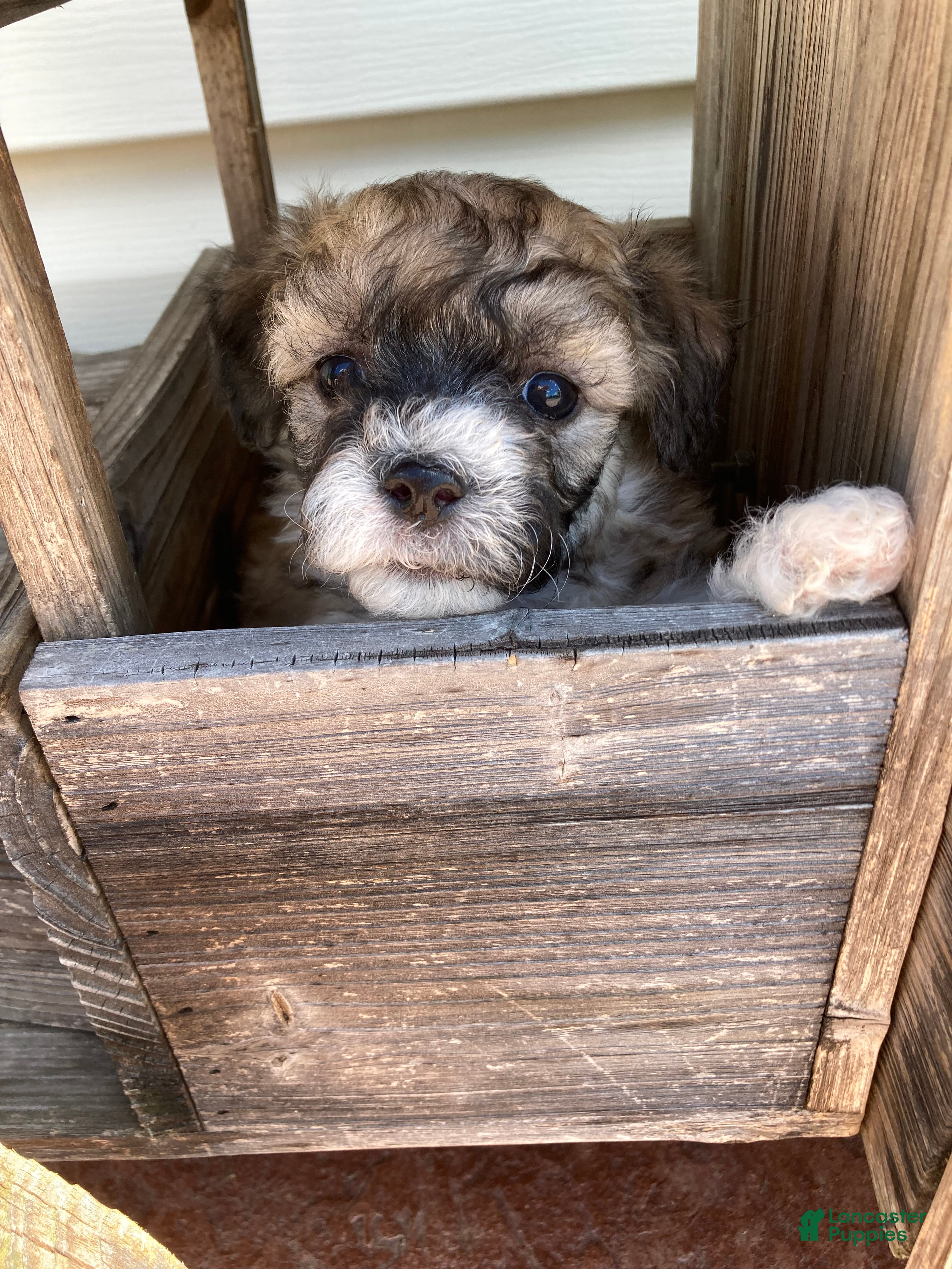 Mixed Breed dogs Niki - Ad 2
