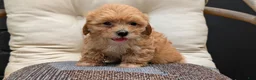Havapoo dogs for sale: Bridget - Ad 5