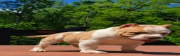 American Bully dogs for stud: T-Rex - Ad 10
