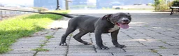 American Bully dogs for sale: Venus - Ad 9