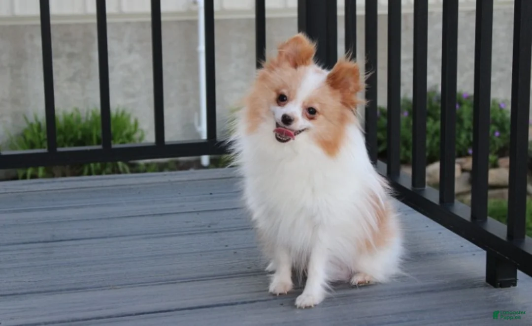 Pomeranian dogs for sale: Tilly - Ad 8