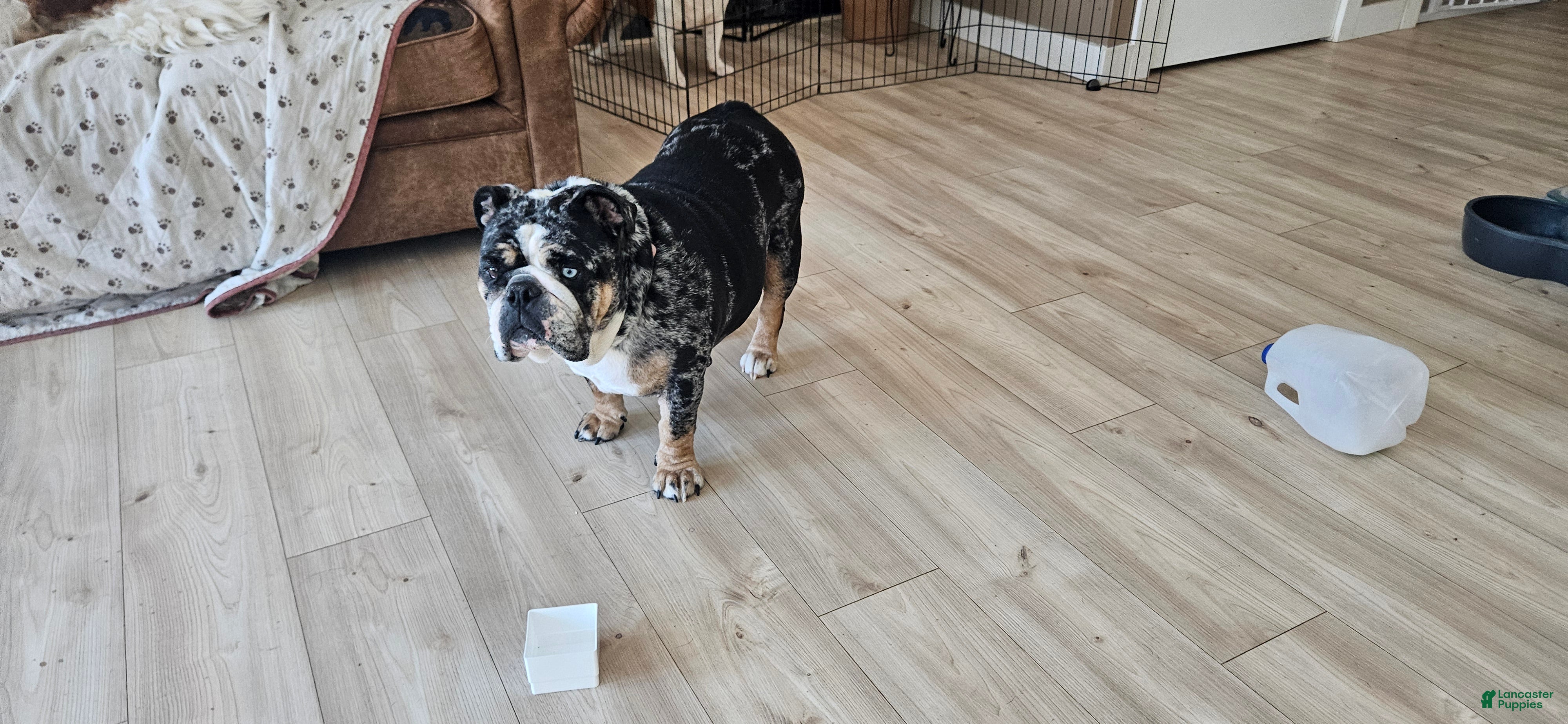 English Bulldog dogs for sale: English Bulldog Puppy 1 - Ad 1